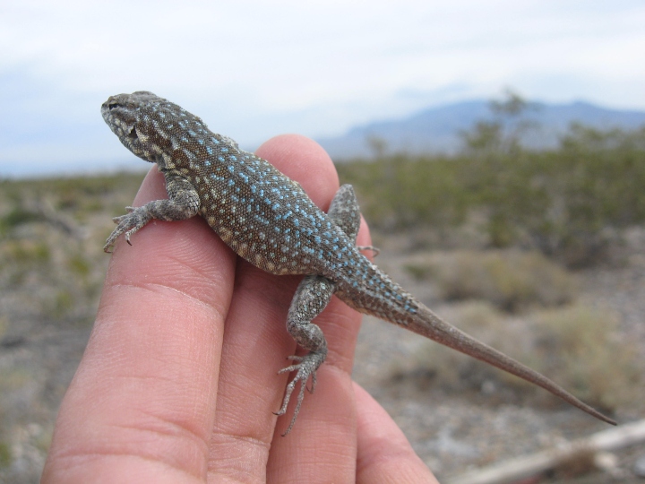 Side-blotched Lizard